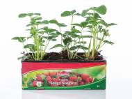 Barquette de 6 plants de fraisiers , prezzo 2.99 € per L'unité ...