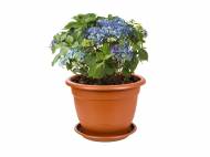 Pot de fleurs avec