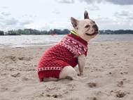 Pull pour chien vêtements plus chaud