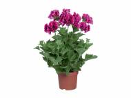 Pelargonium grandiflorum