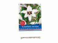 Bulbes fleurs automne standard