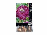 Bulbes de Bégonias ou de fleurs automne premium chez