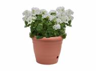 Pot de fleurs