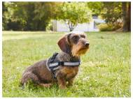 Harnais pour chien