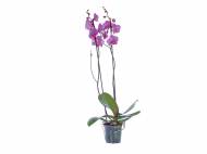 Orchidée 2 tiges