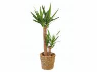 Grande plante verte XXL
