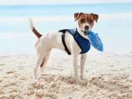 Harnais pour chien
