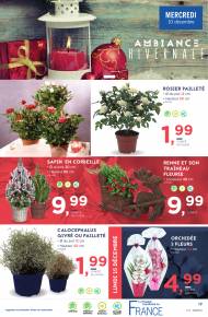 Fleurs et plantes