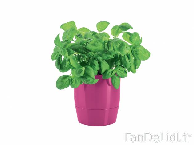 Pot à herbes aromatiques , prezzo 3.99 € 
- Ø env. 13 cm
- Système d’irrigation
- ...