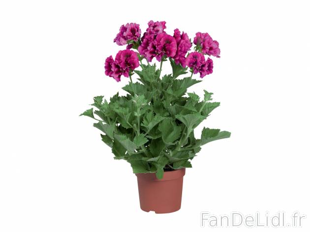 Pelargonium grandiflorum , le prix 1.29 € 
- Les 2 plantes au choix : 3,78 € ...