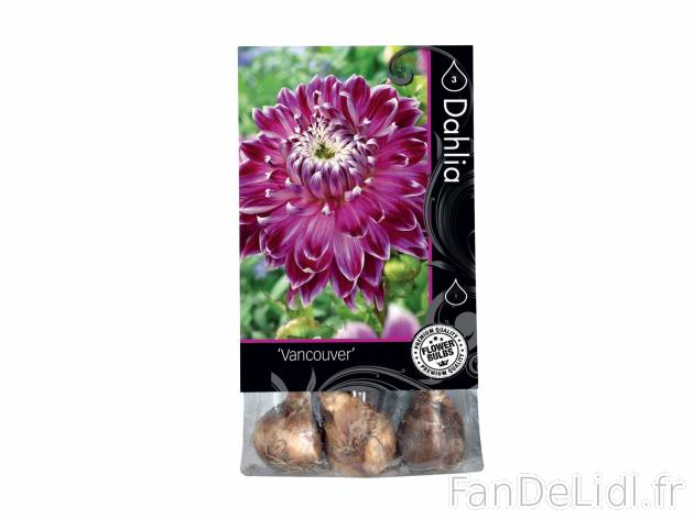 Bulbes de Bégonias ou de fleurs automne premium chez , le prix 1.33 € 
- Les ...
