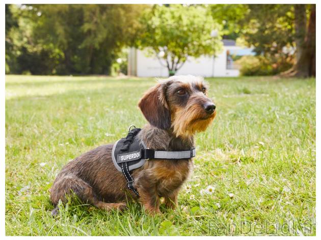 Harnais pour chien , le prix 9.99 € 
- Du S au XL selon modèle
- Pour se promener
- ...