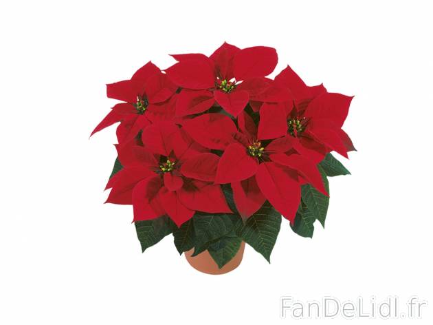 Étoile de Noël XL , le prix 6.99 &#8364; 
- &oslash; 22 cm
- Hauteur : ...