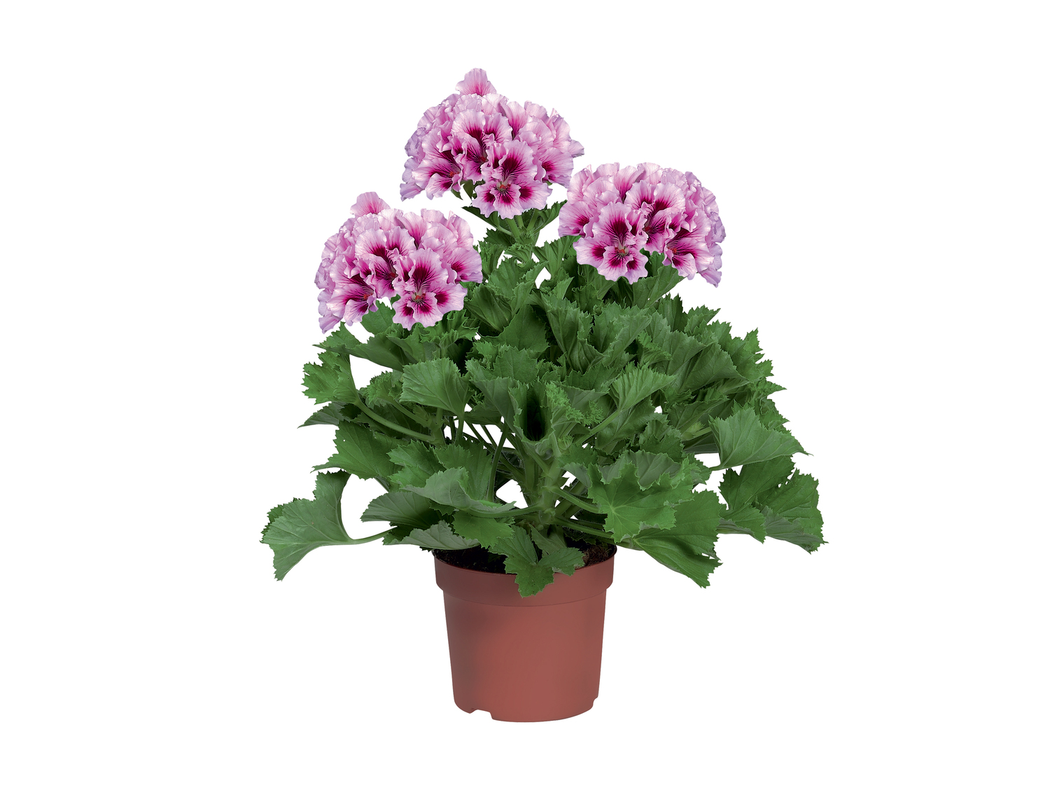 Pelargonium grandiflorum , le prix 1.29 €
- Les 2 plantes au choix : 3,78 € ...