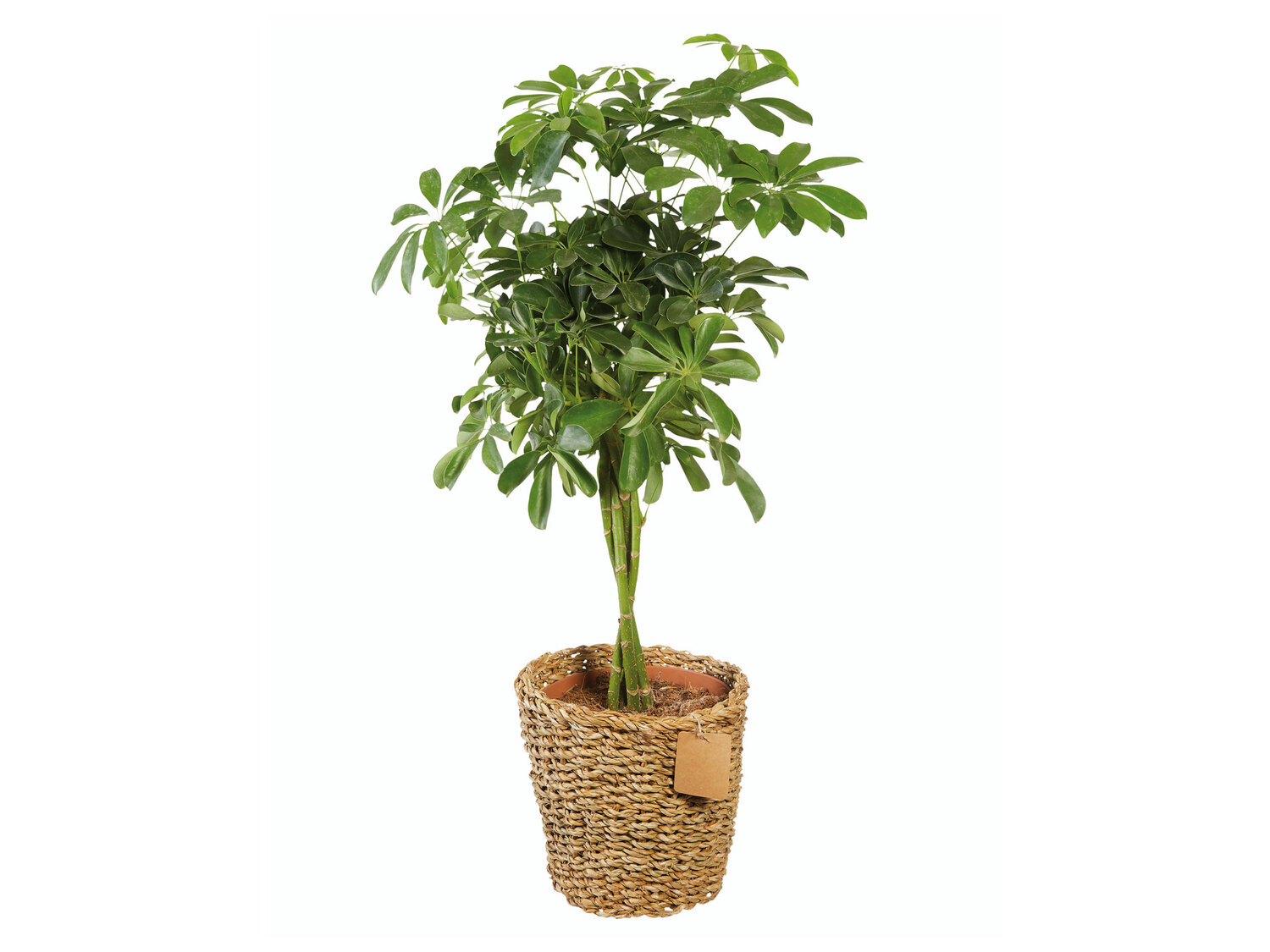 Grande plante verte XXL , le prix 19.99 €
- ø 24 cm
- Hauteur : 70 cm min.
- ...