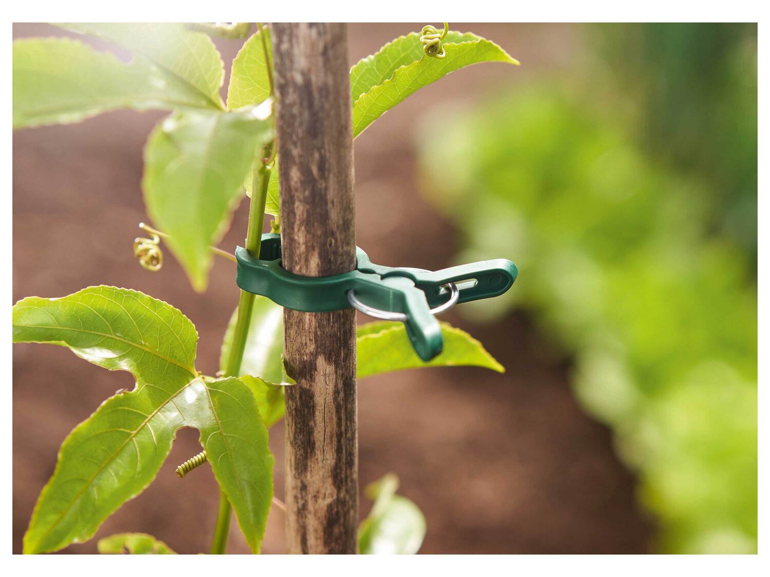 Accessoire pour plantes , le prix 1.99 €
- Au choix :
- Fil pour plantes ...