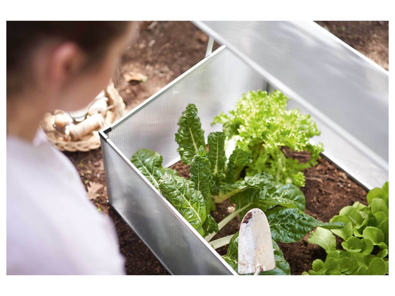 Mini-serre de jardin chez Lidl , prezzo 34.99 EUR
Mini-serre de jardin 12
- ...