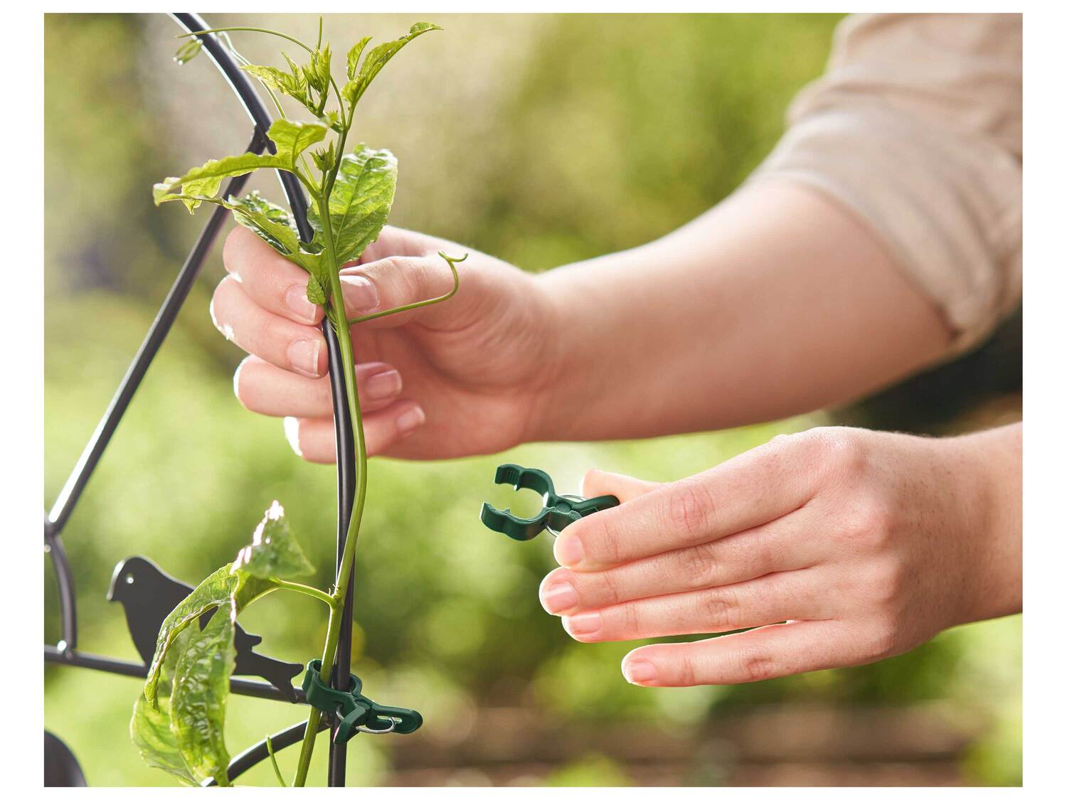 Accessoire pour plantes , le prix 1.99 €
- Au choix :
- Fil pour plantes ...