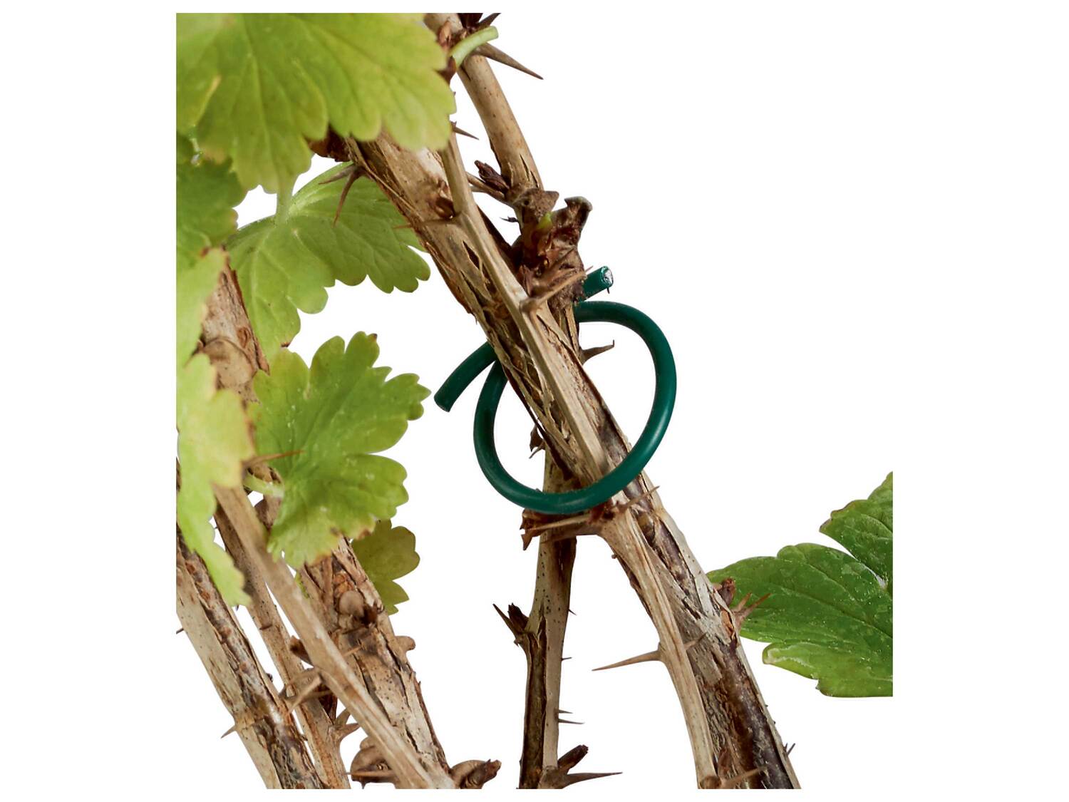 Accessoire pour plantes , le prix 1.99 €
- Au choix :
- Fil pour plantes ...